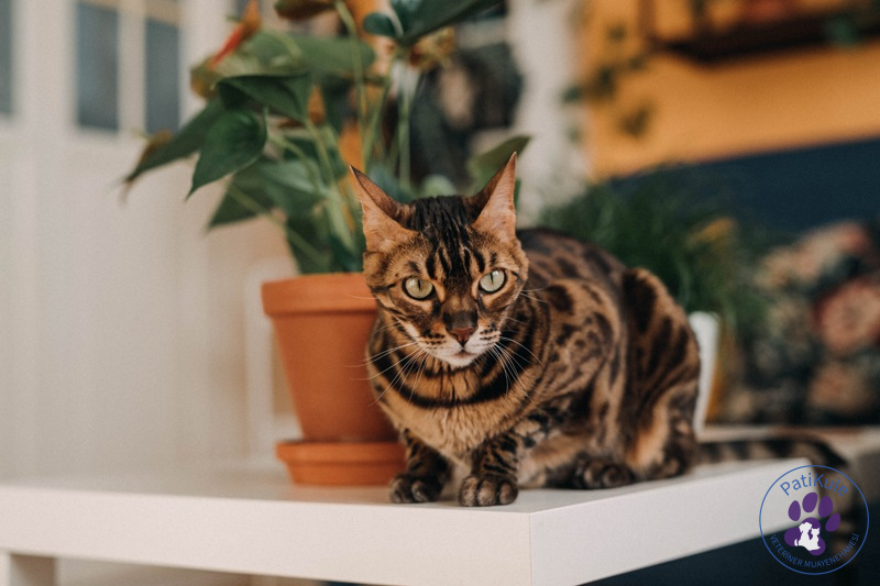 Bengal Kedisi