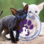 Cornish Rex Kedisi