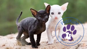 Cornish Rex Kedisi