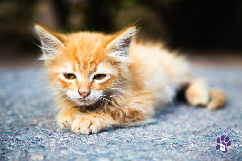 Hasta Kedi Belirtileri