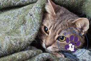 Hasta Kedi Tüy Dökülmesi