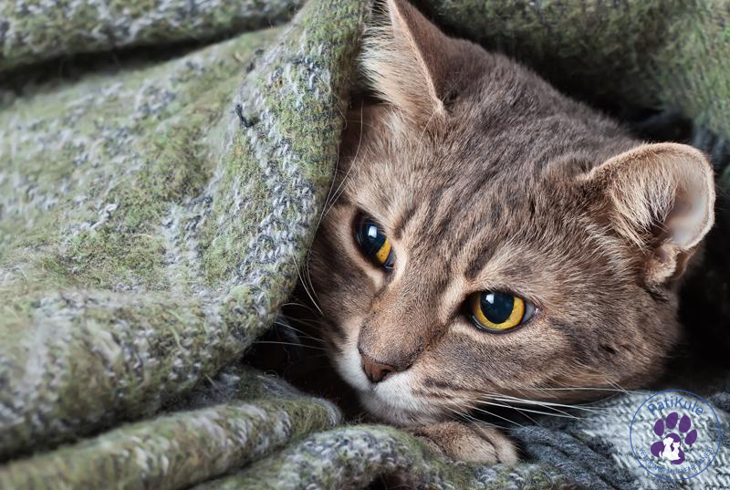 Hasta Kedi Tüy Dökülmesi