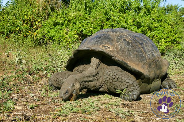 Hayvanlar Aleminde Endemik Türler Galapagos Kaplumbağaları