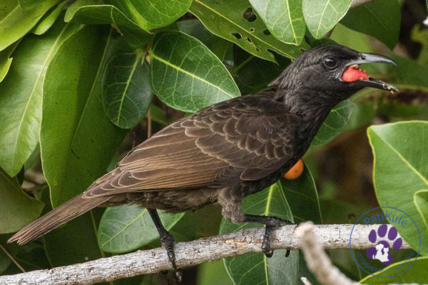 Hayvanlar Aleminde Endemik Türler Endemik Samoan Kargaları