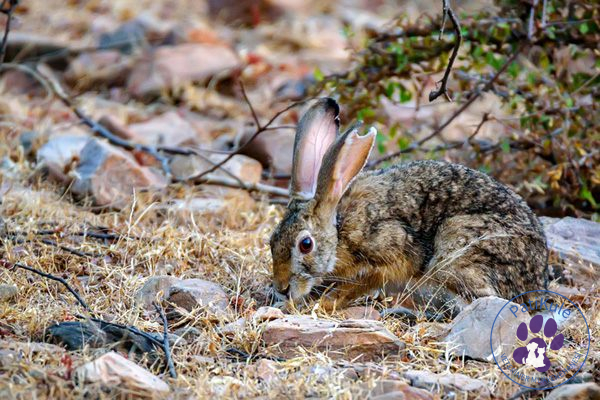 Hayvanlar Aleminde Endemik Türler Seyşeller'deki Endemik Tavşanlar