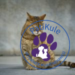 Kedilerde Bunama