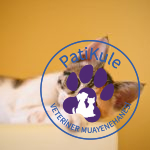 Kedilerde Bilişsel İşlev Bozukluğu