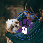 Köpeğinizin Sizi Sevdiğini Anlamak