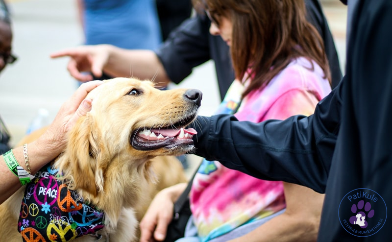 Köpeklerde Oksitokin Hormonu
