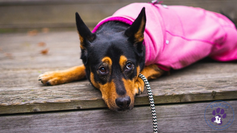 Köpeklerde Oksitokin Hormonu