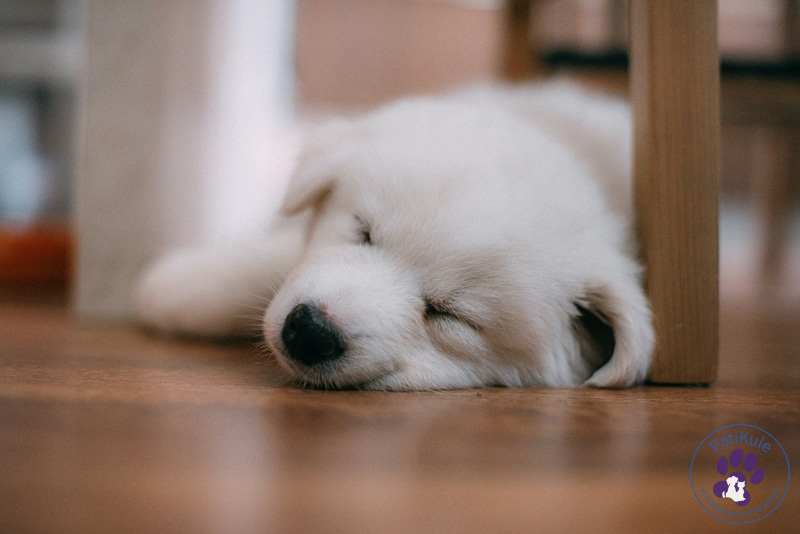 Köpekler Ne Kadar Uyur?