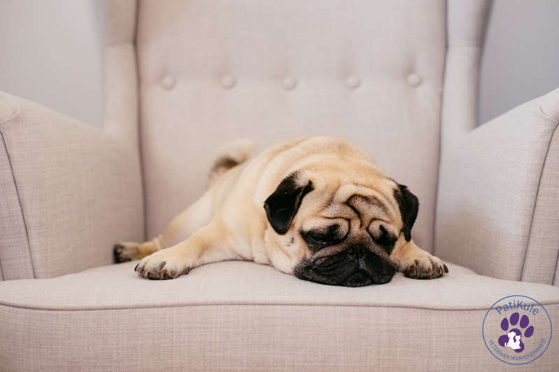 Ortalama olarak köpeklerin 12-14 saat arası uykuya ihtiyacı vardır.