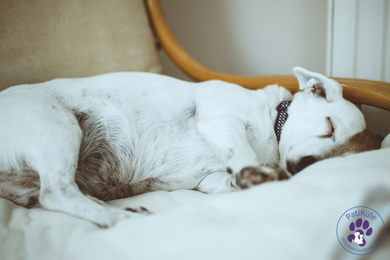 Köpekler Ne Kadar Uyur?