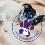 Köpekler Ne Kadar Uyur?