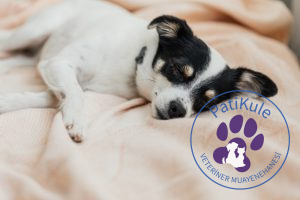 Köpekler Ne Kadar Uyur?