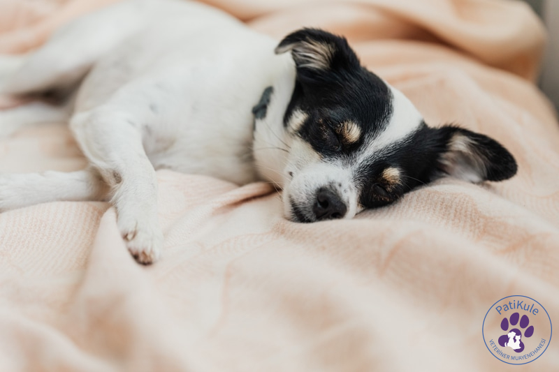 Köpekler Ne Kadar Uyur?