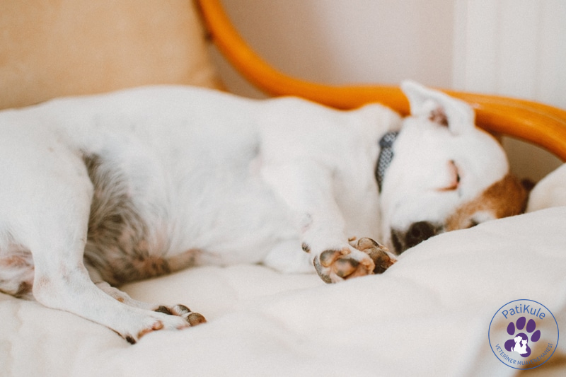 Köpekler Ne Kadar Uyur?