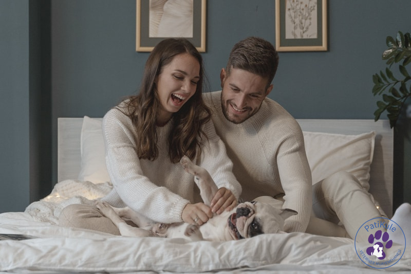 Sizin İçin Doğru Köpek Seçimi