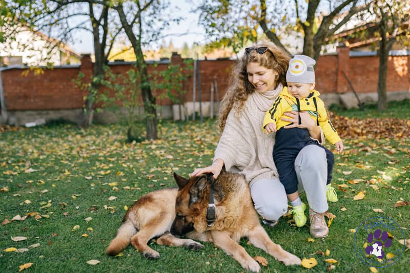 Köpekten Beklentileriniz Neler?