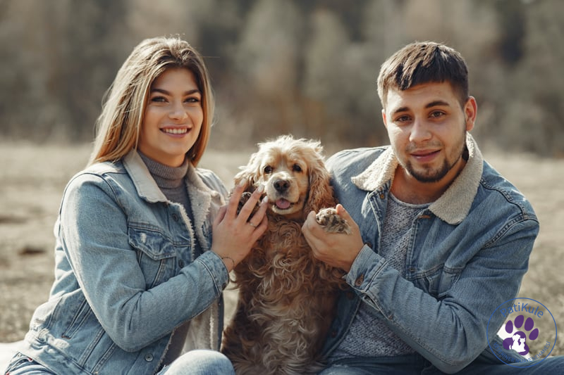 Doğru Köpek Seçimi