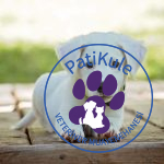 Sizin İçin Doğru Köpek Seçimi
